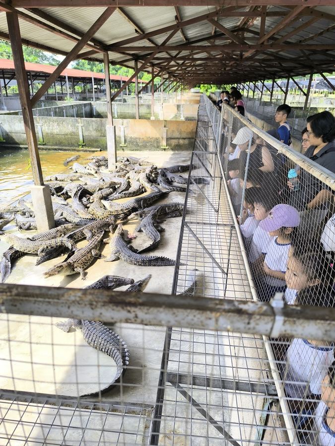 Children watching crocodiles up close at Long Kuan Hung Crocodile Farm Singapore