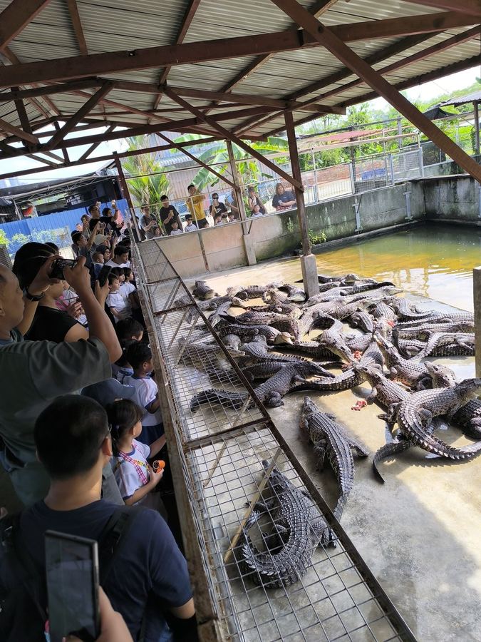 School children watching a crocodile feeding demonstration at the farm